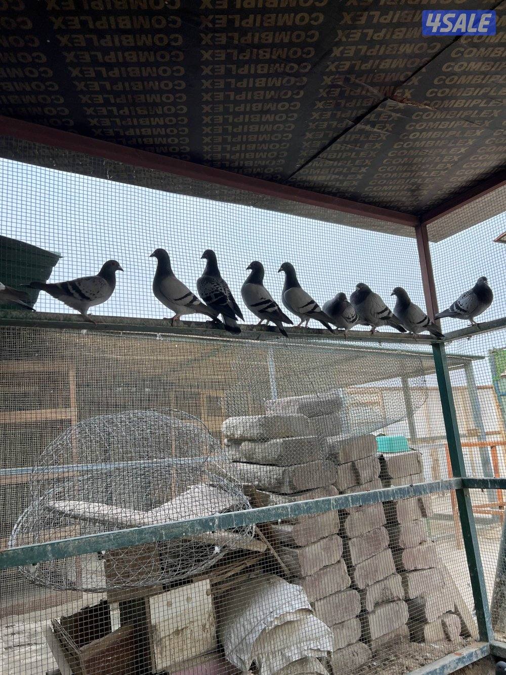 للبيع جبر زاجل5