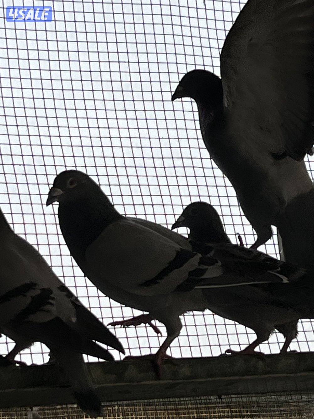 للبيع جبر زاجل6