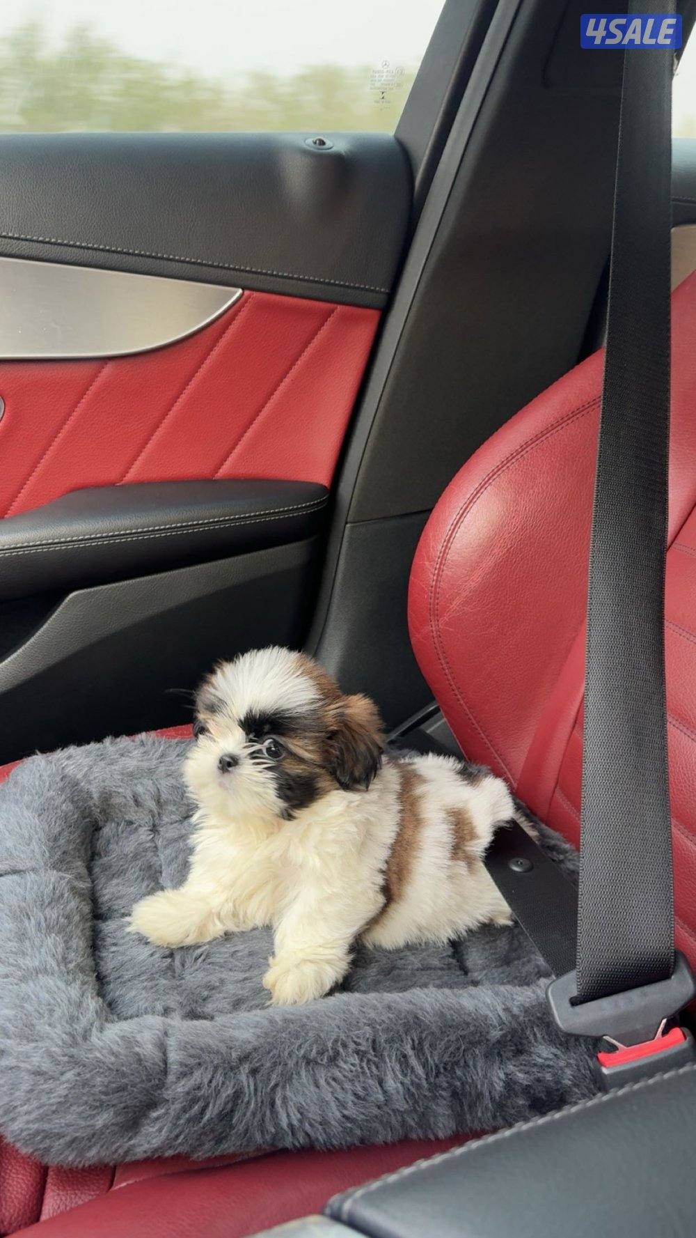 للبيع جلب شيتزو بيور0