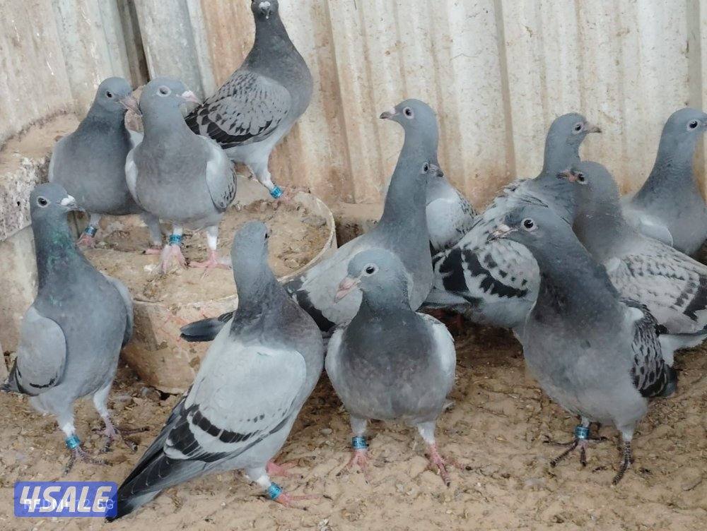 للبيع فروخ زاجل1