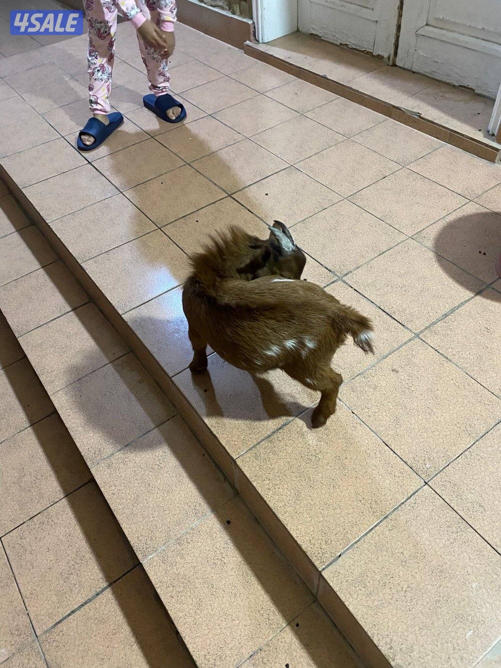 للبيع تيس بلجيكي0