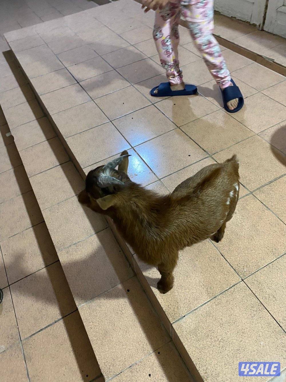 للبيع تيس بلجيكي1