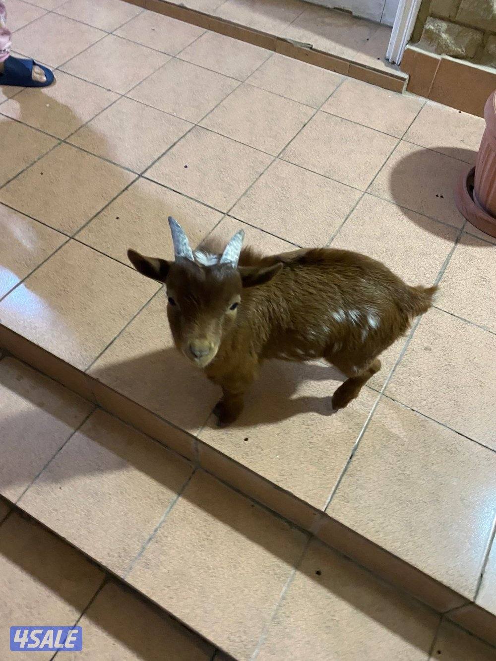 للبيع تيس بلجيكي2