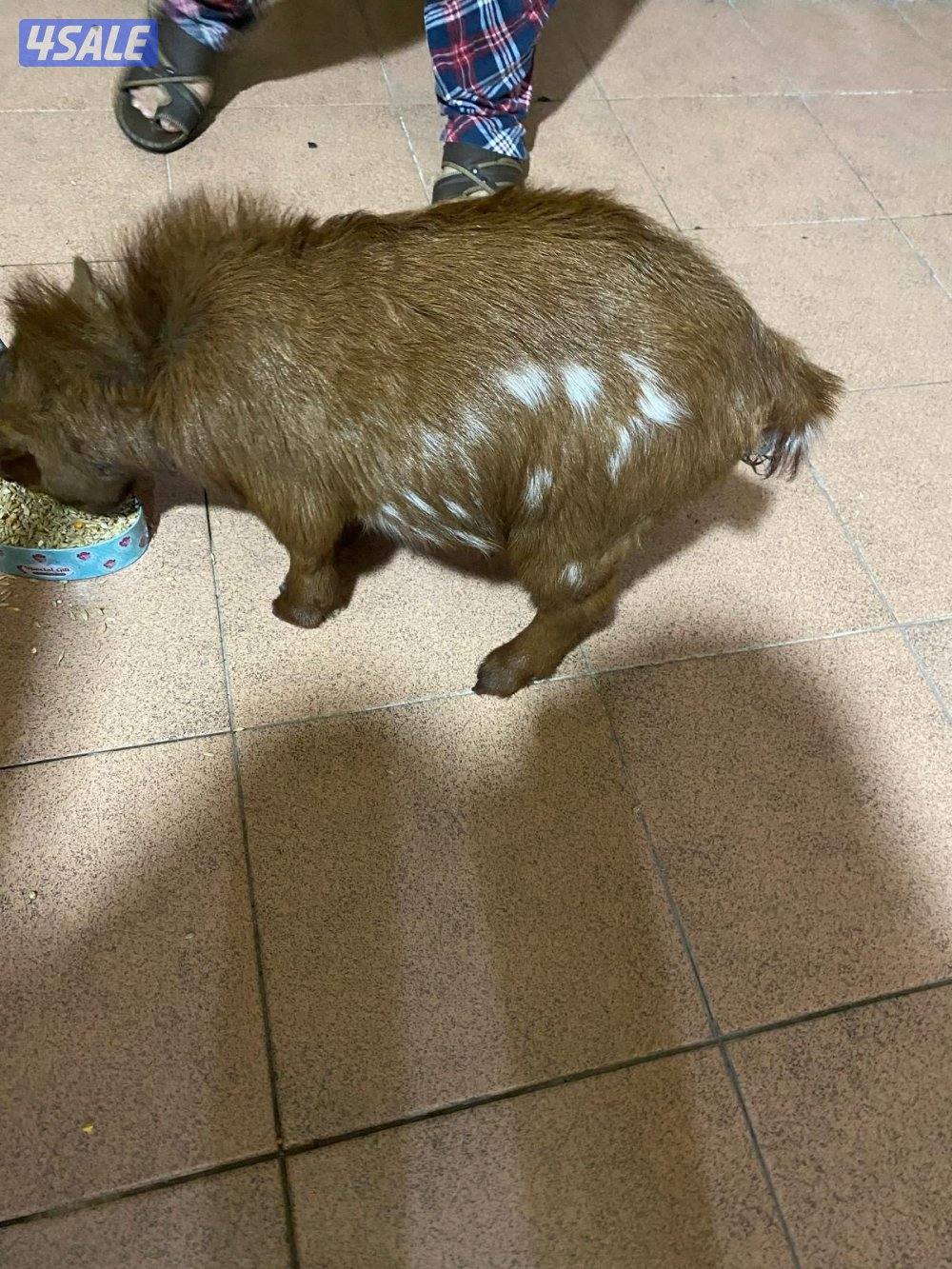 للبيع تيس بلجيكي3