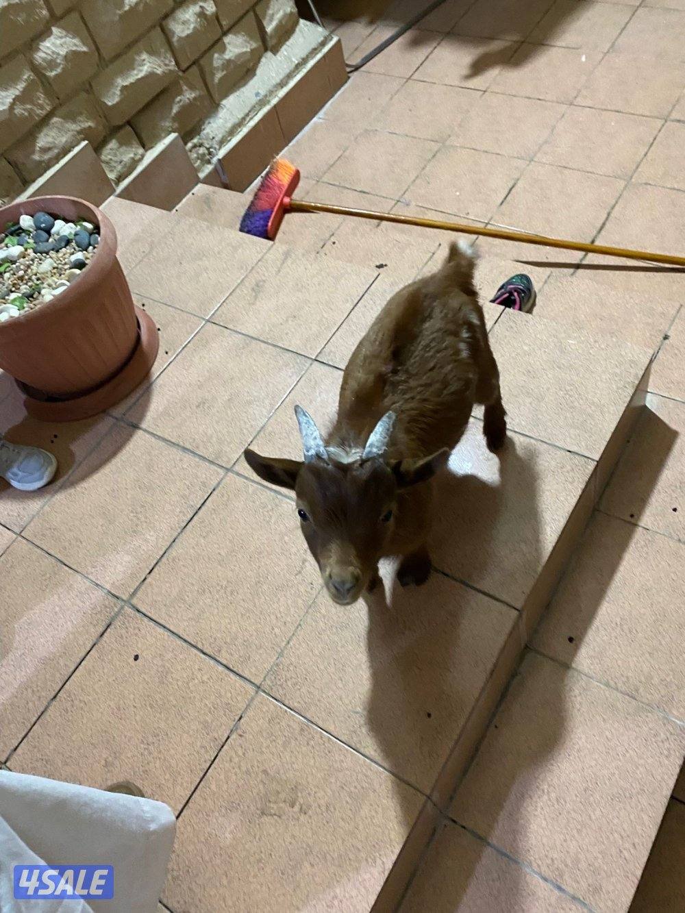 للبيع تيس بلجيكي4