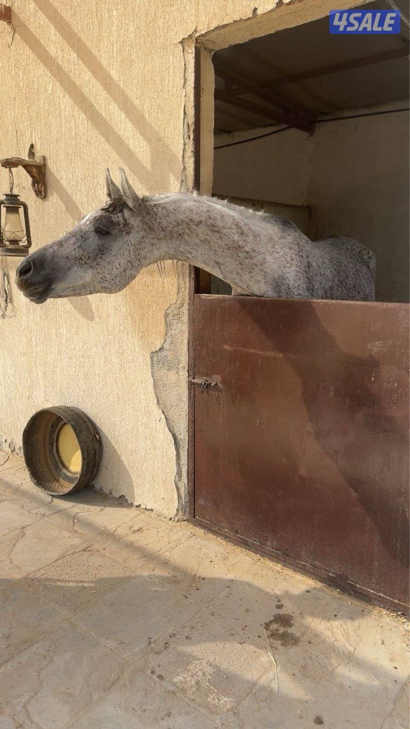 حصان هادي شرط السلم0