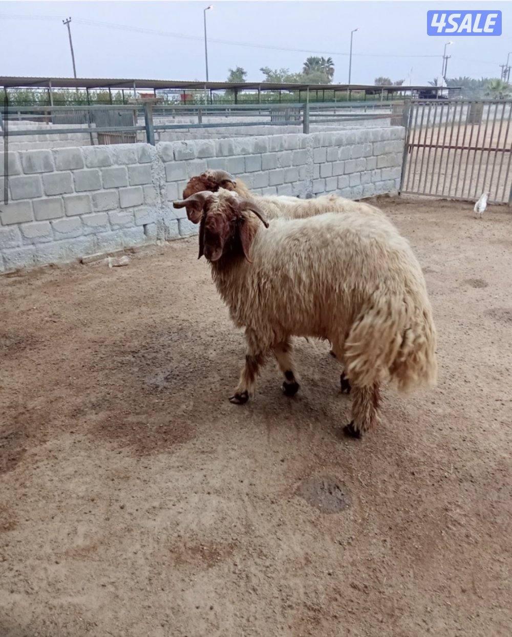 للبيع جذعان العدد 2 ماشلعن العمر 11 شهرمرسسه واحد مكسور قرنه من النطح0