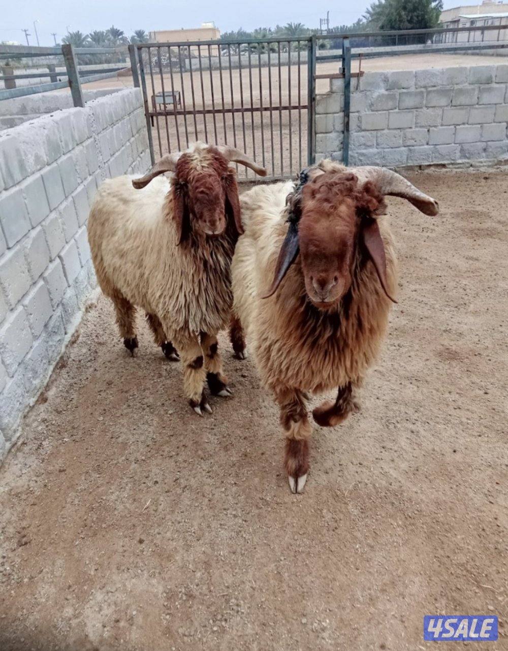 للبيع جذعان العدد 2 ماشلعن العمر 11 شهرمرسسه واحد مكسور قرنه من النطح1