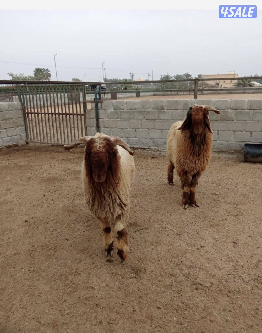 للبيع جذعان العدد 2 ماشلعن العمر 11 شهرمرسسه واحد مكسور قرنه من النطح2