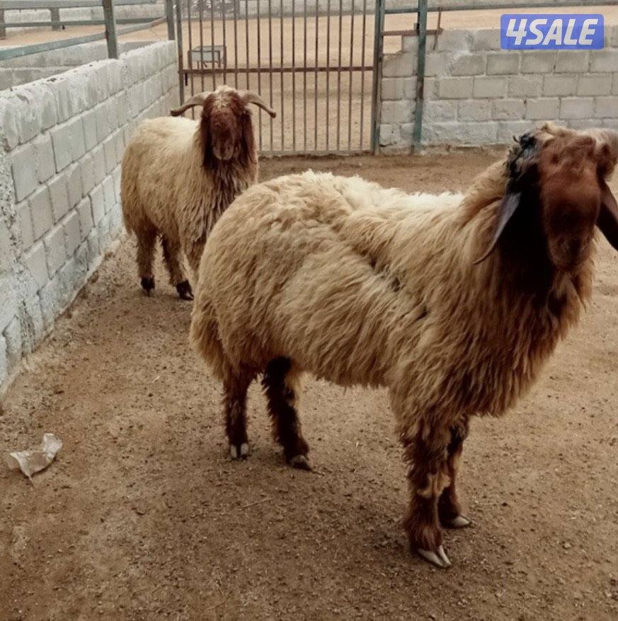 للبيع جذعان العدد 2 ماشلعن العمر 11 شهرمرسسه واحد مكسور قرنه من النطح3