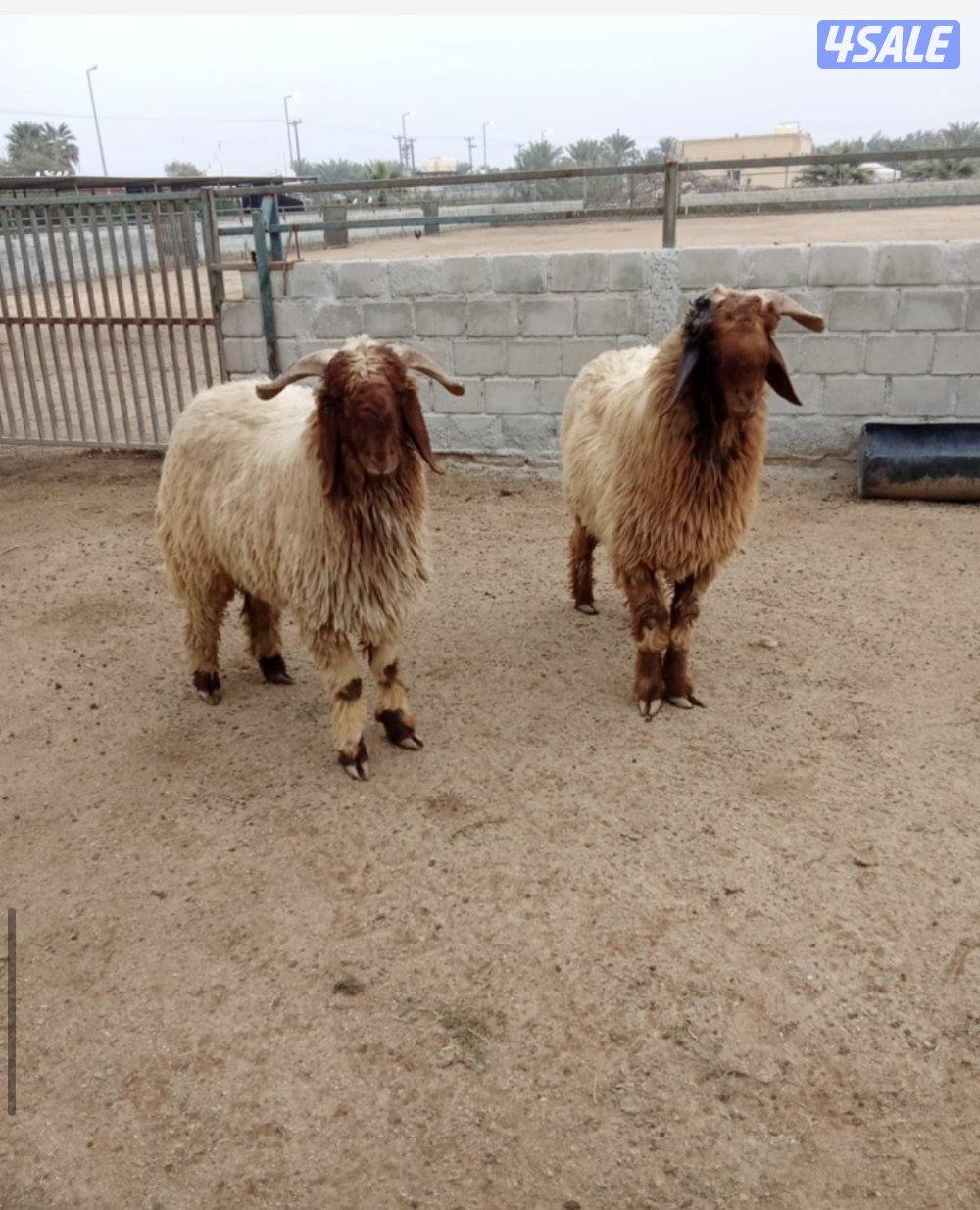 للبيع جذعان العدد 2 ماشلعن العمر 11 شهرمرسسه واحد مكسور قرنه من النطح4