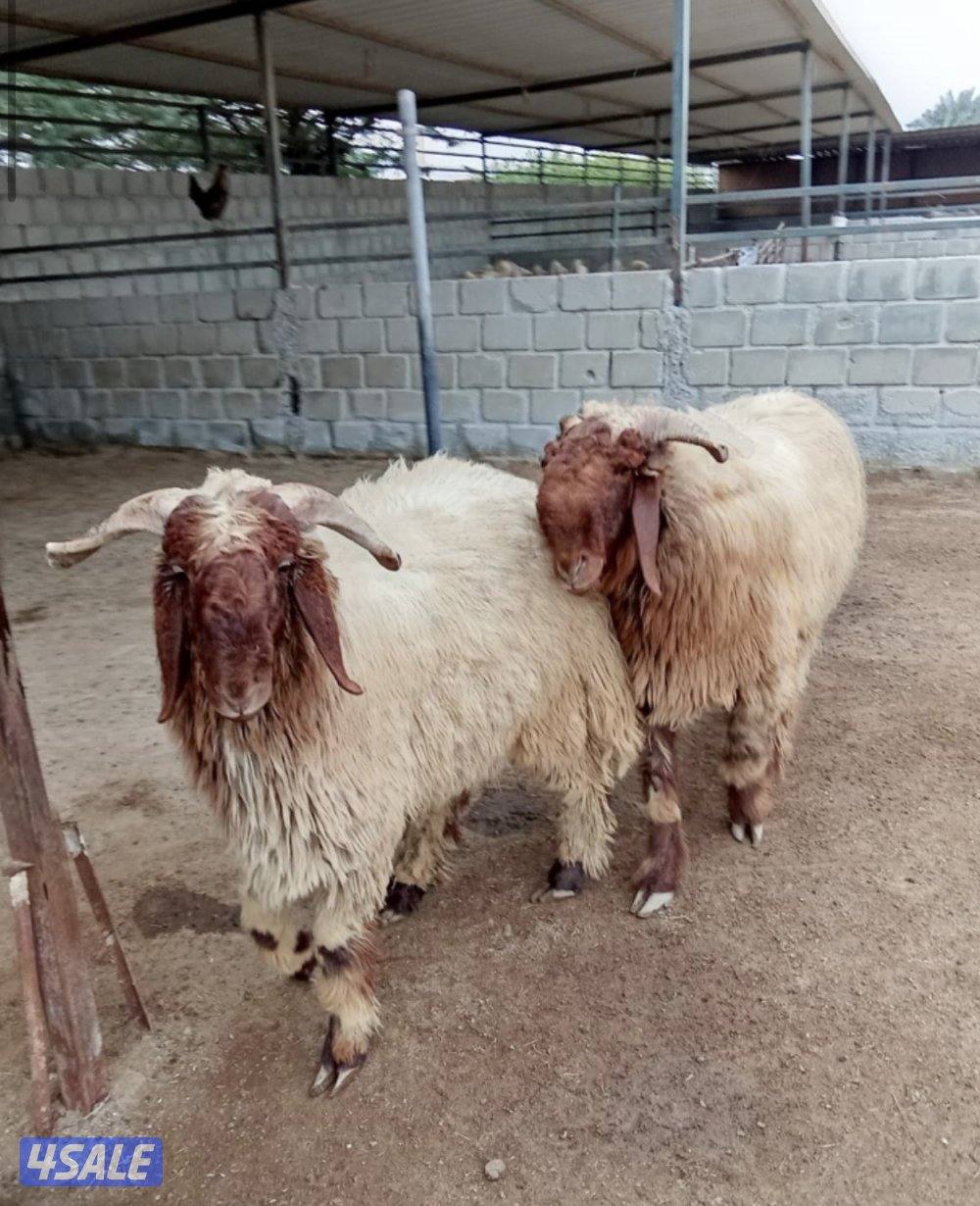 للبيع جذعان العدد 2 ماشلعن العمر 11 شهرمرسسه واحد مكسور قرنه من النطح5