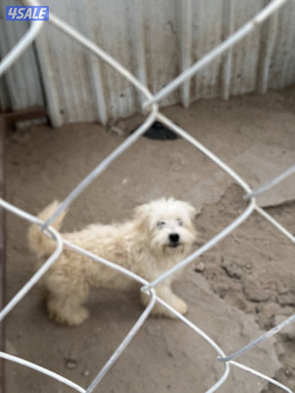 مالتيز ٤ شهور1