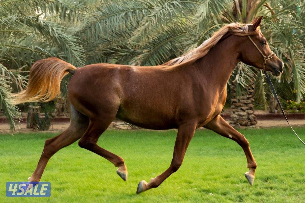 للبيع فرس مصريه بيور i0