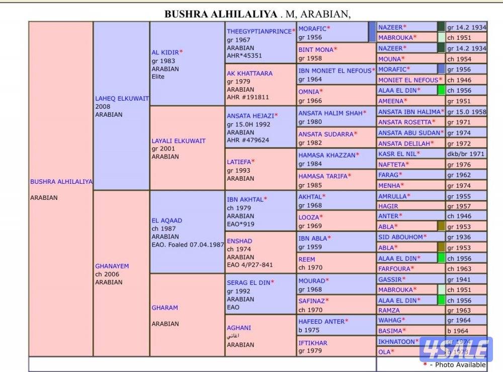 للبيع فرس مصريه بيور i2