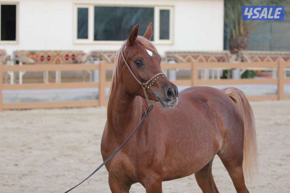 للبيع فرس مصريه بيور i1