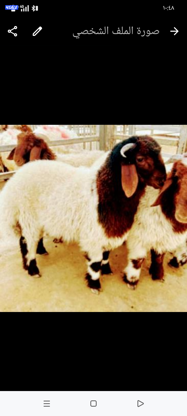 ذبايح خرفان عربي للبيع0