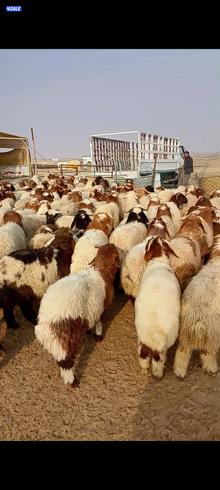 ذبايح خرفان عربي للبيع1