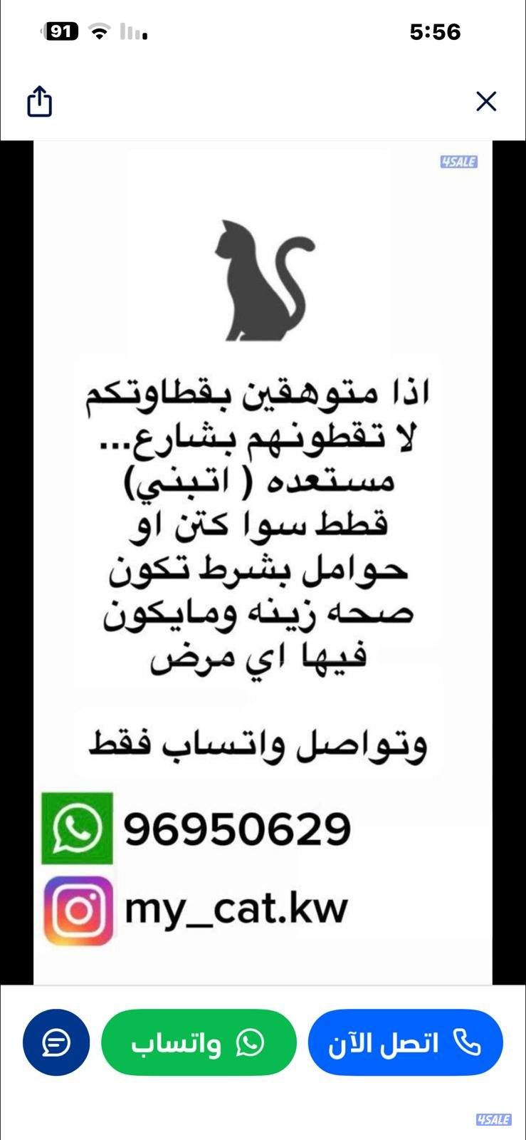 قطط للتبني فقط0