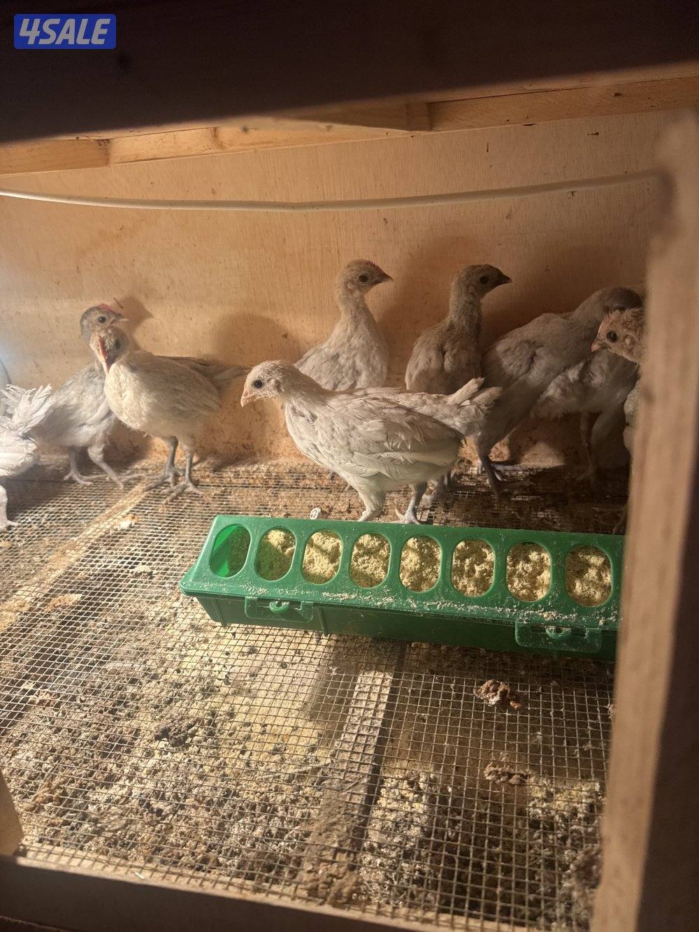 فروخ دجاج قولد وعربي1