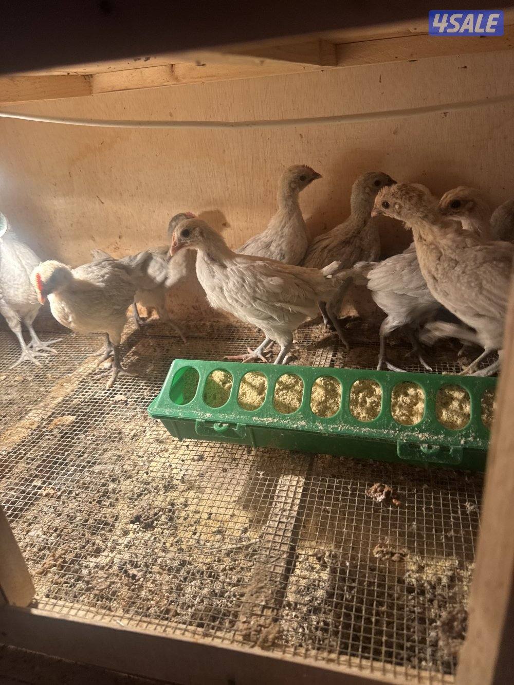 فروخ دجاج قولد وعربي2