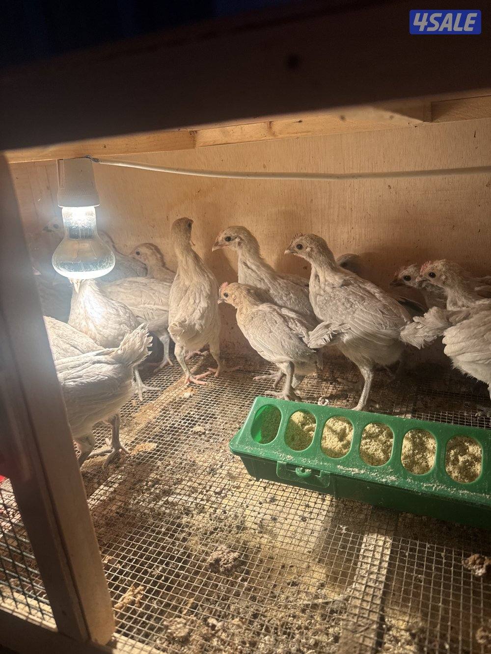 فروخ دجاج قولد وعربي3