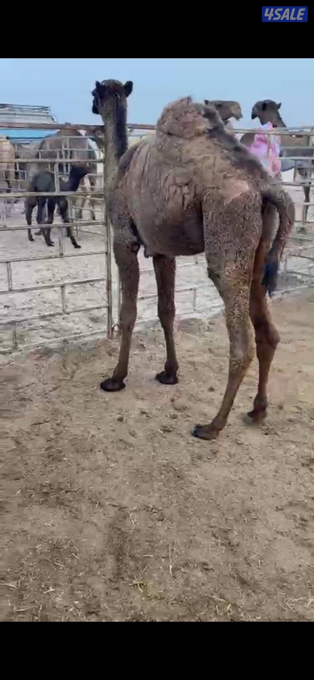 للبيع حاشي1