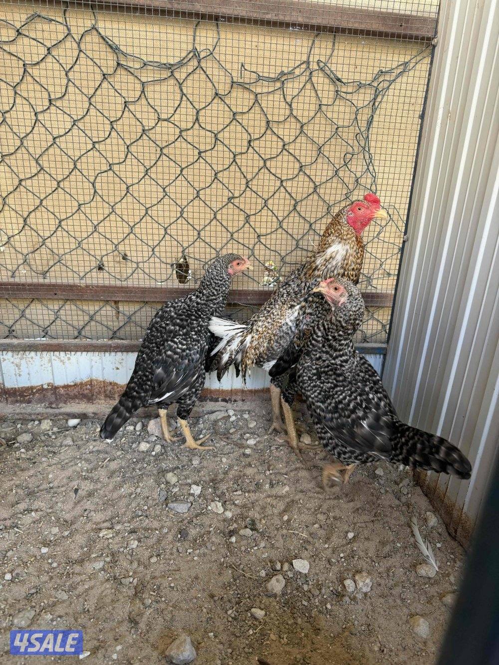 للبيع مجاميع تايلندي  ديج و دجاجتين يمكن فيه أربع مجاميع1