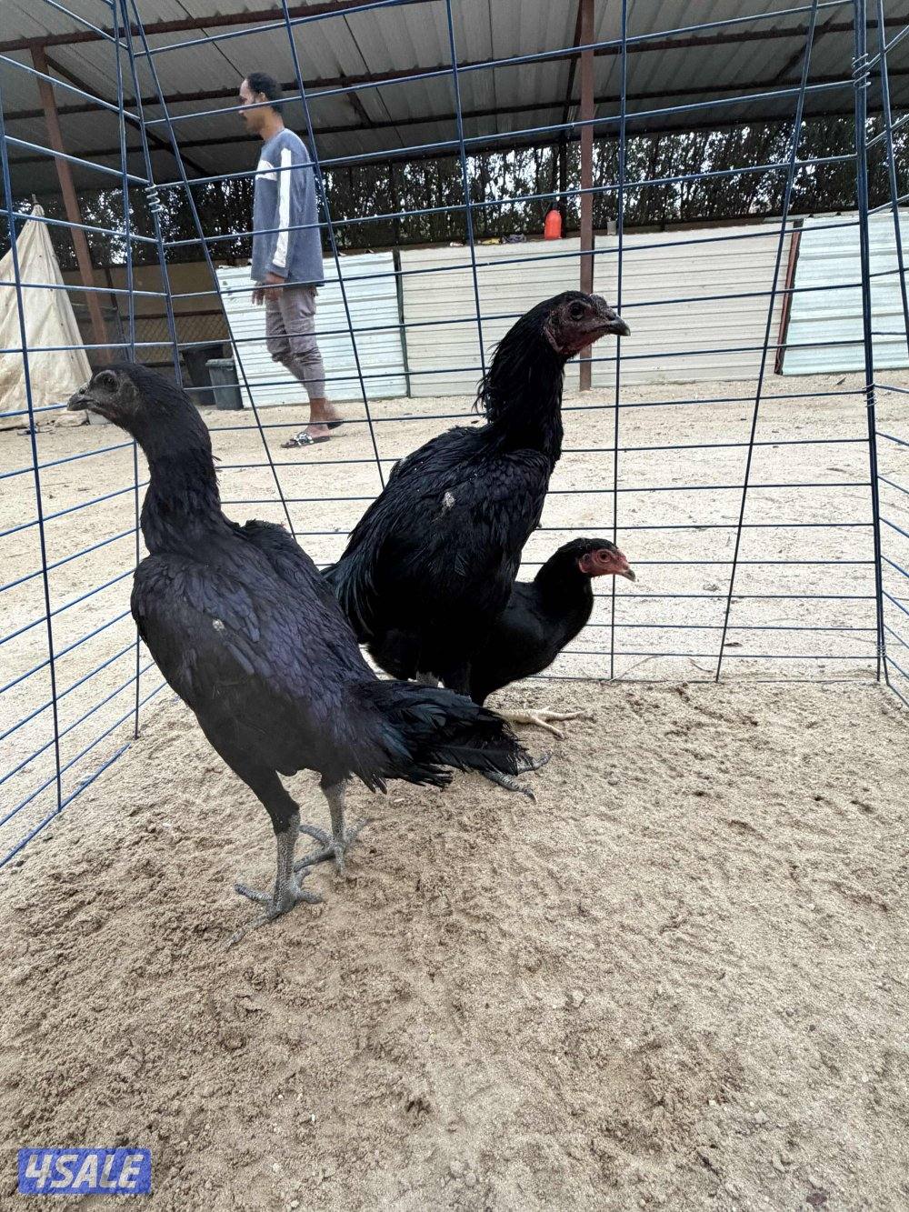 للبيع مجاميع تايلندي  ديج و دجاجتين يمكن فيه أربع مجاميع2