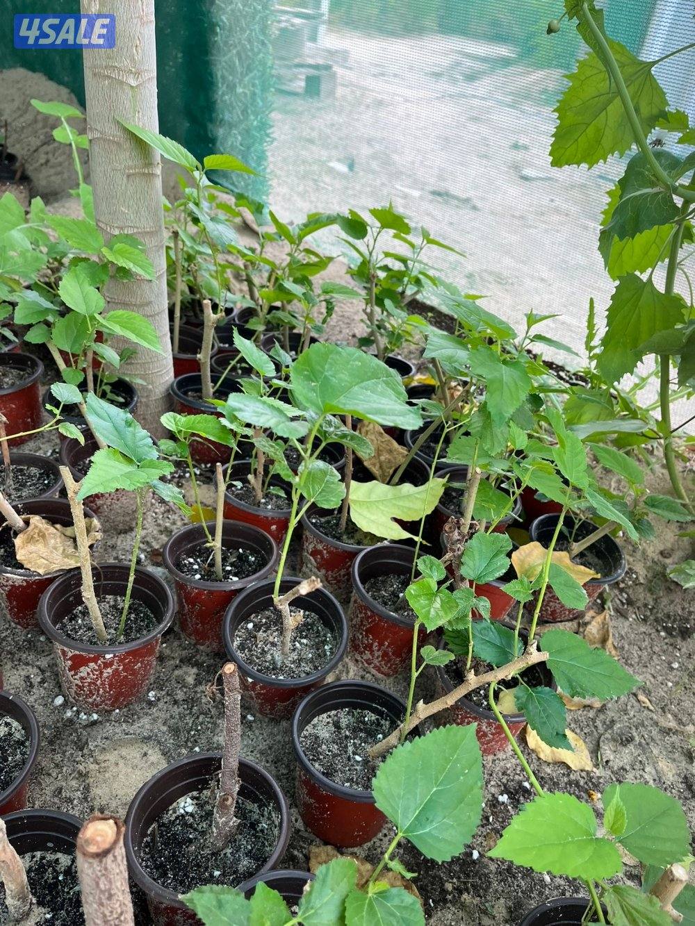 للبيع شتلات تين العبيد و توت0