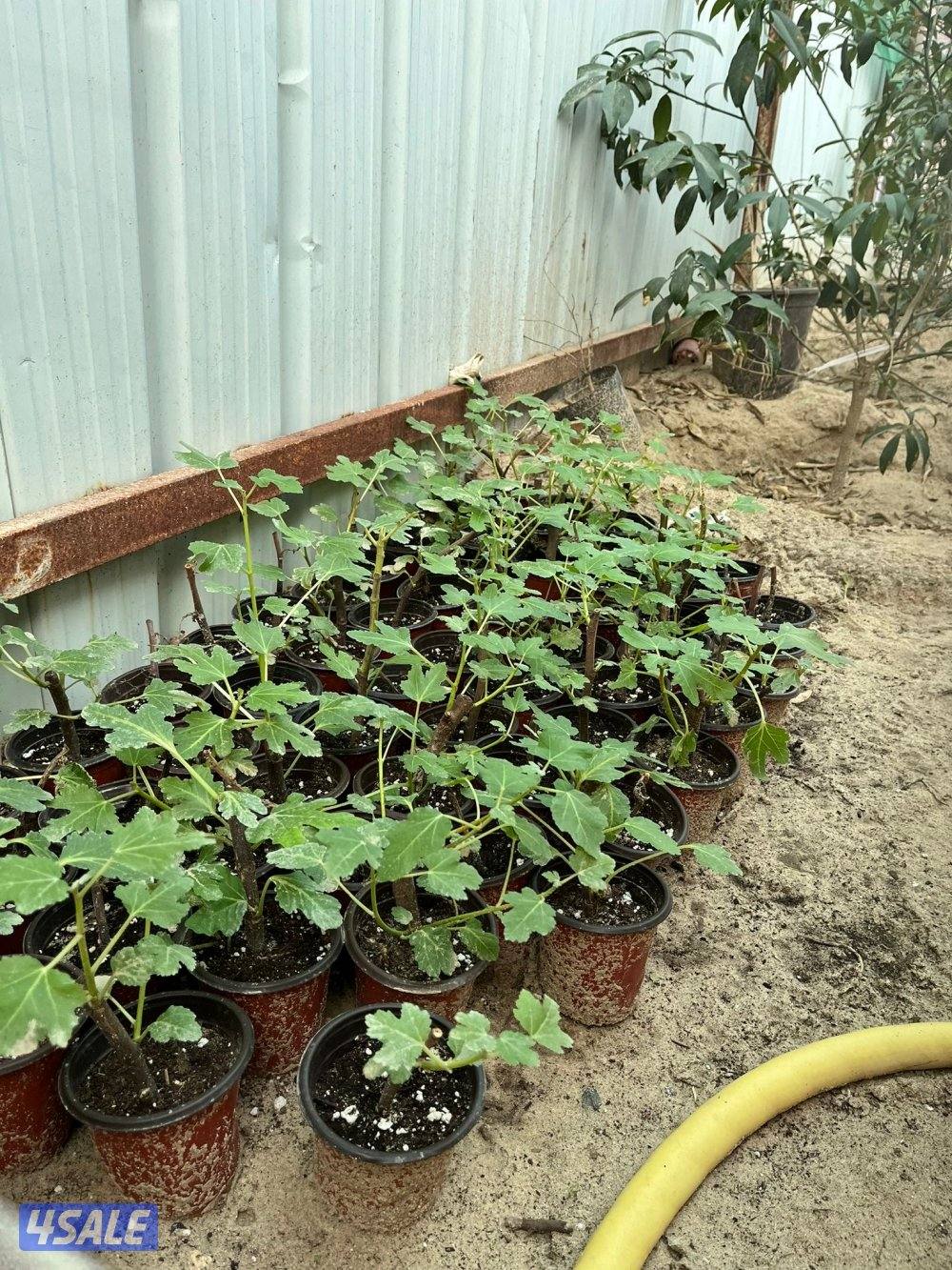 للبيع شتلات تين العبيد و توت1