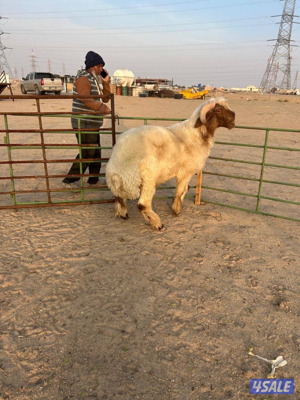 فحل ثني مرسس وشرط القريع1