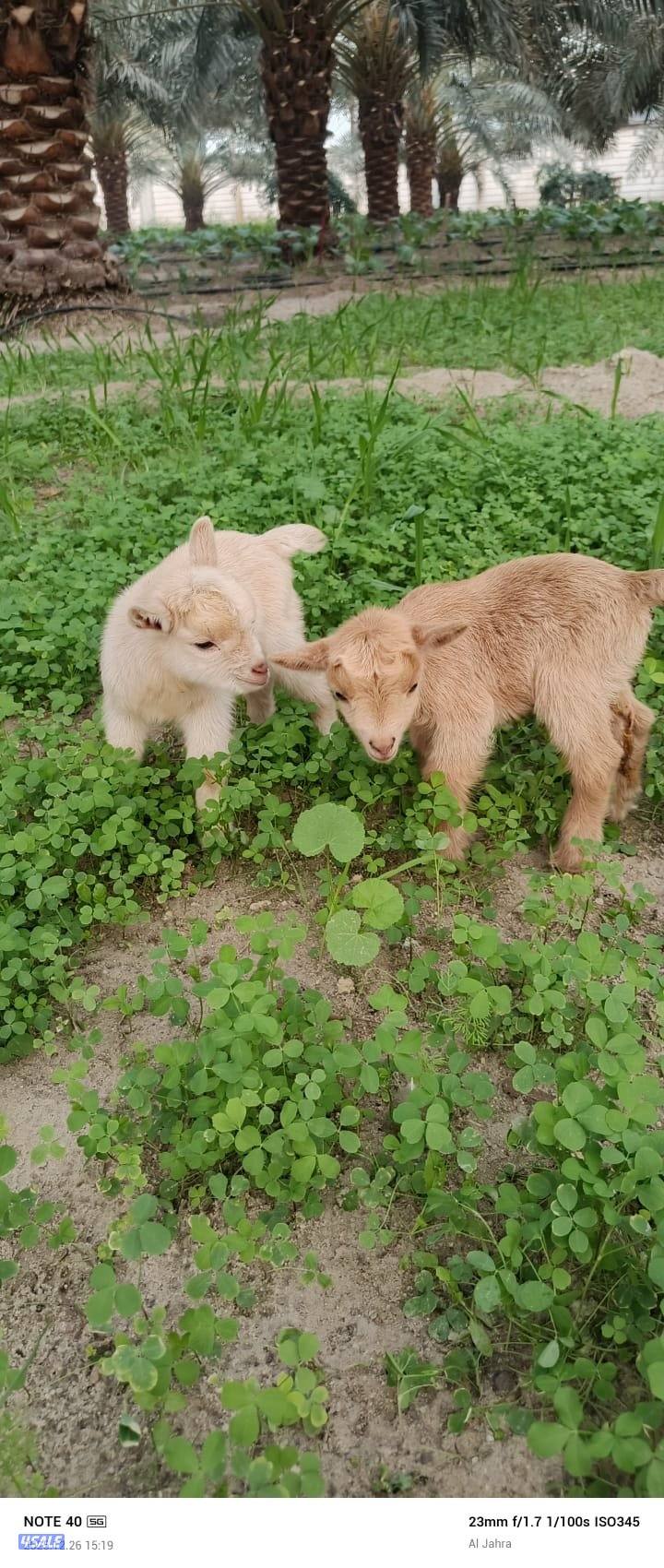 للبيع جفرتين تشكيات1