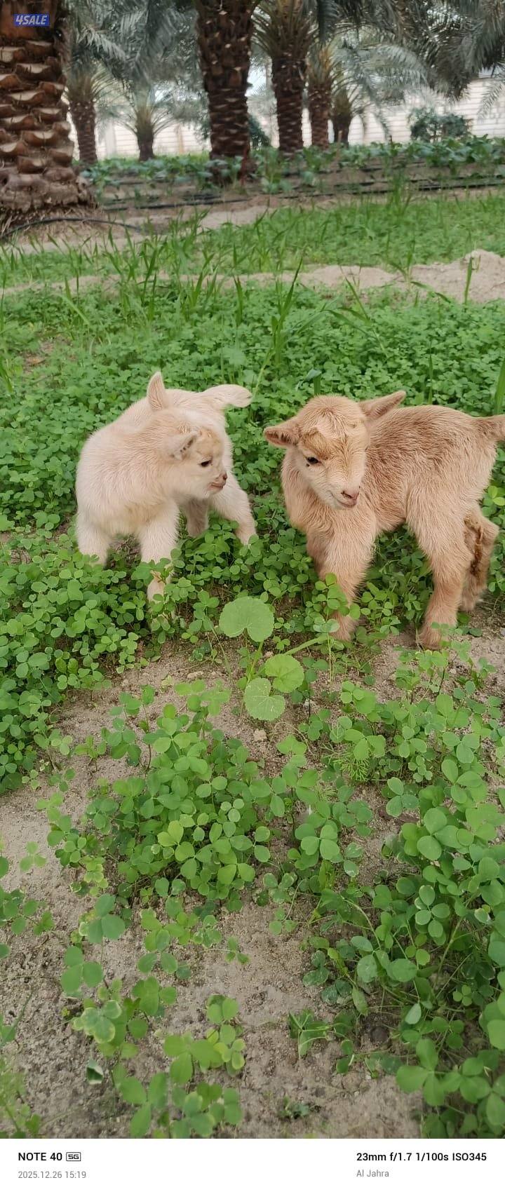 للبيع جفرتين تشكيات2