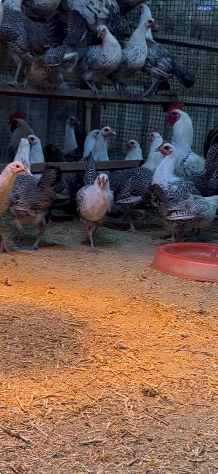 ‼️🐓للبيع دجاج فيومي (بياااض) 🐓‼️0