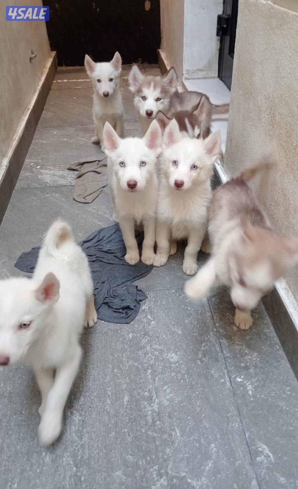 husky for sale0