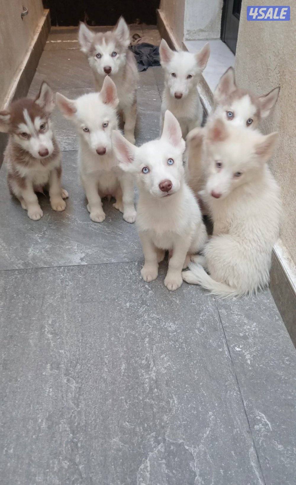 husky for sale2