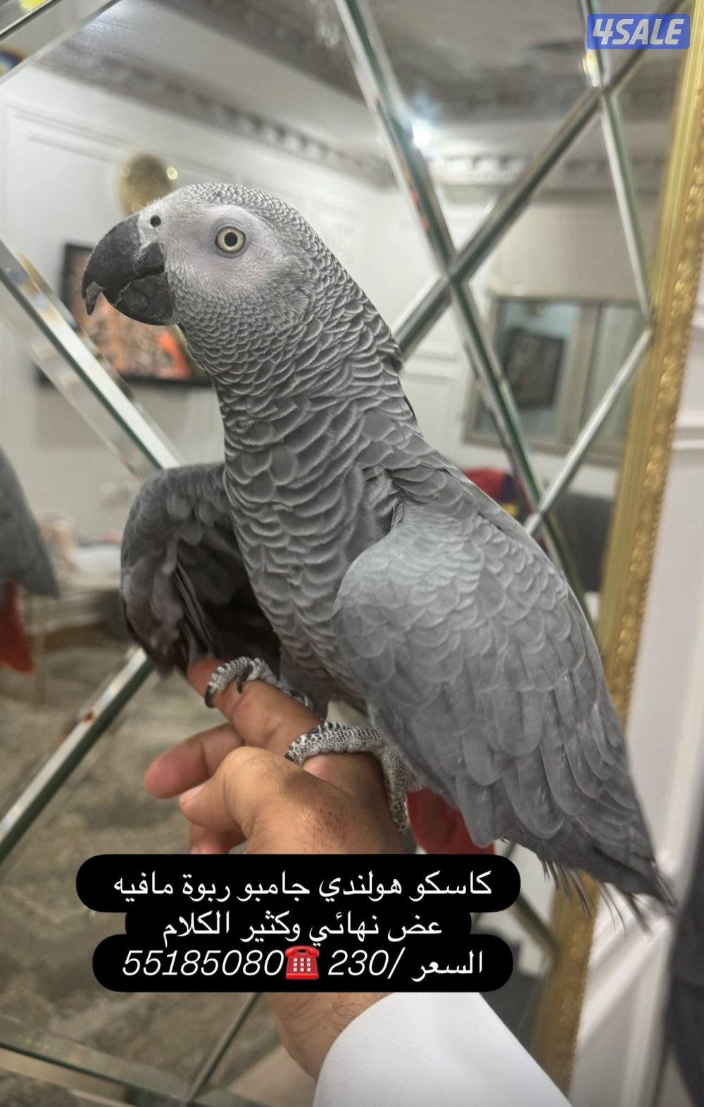 للبيع كاسكو هولندي ربوه وكلام0