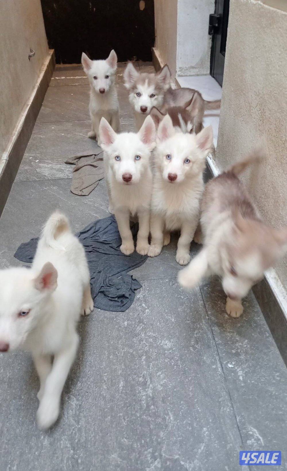 husky for sale1