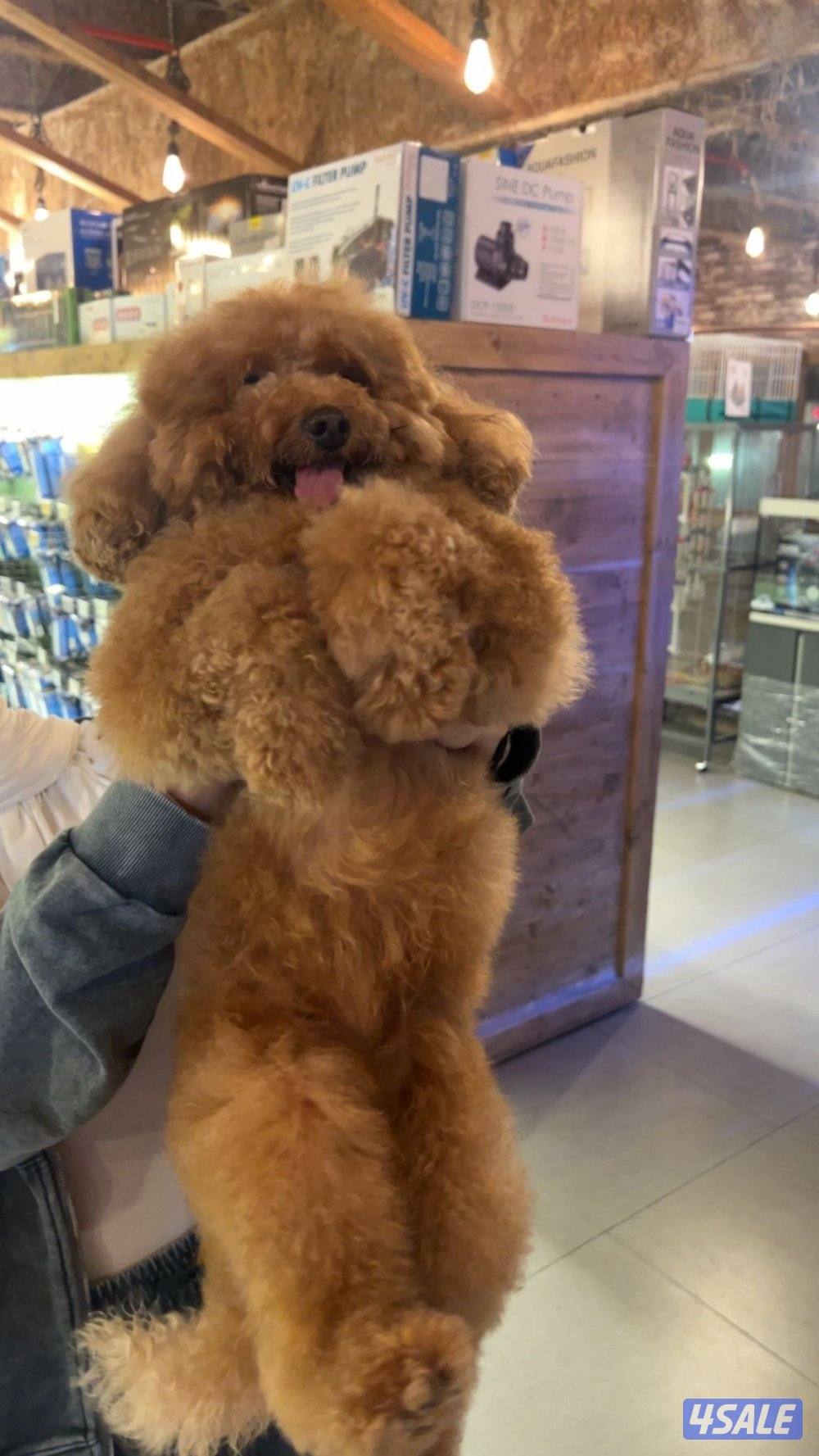 بودل نثيه اصليه📍1