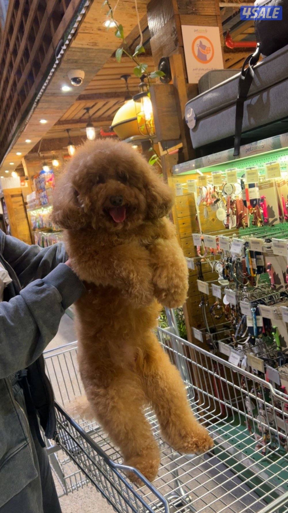 بودل نثيه اصليه📍2