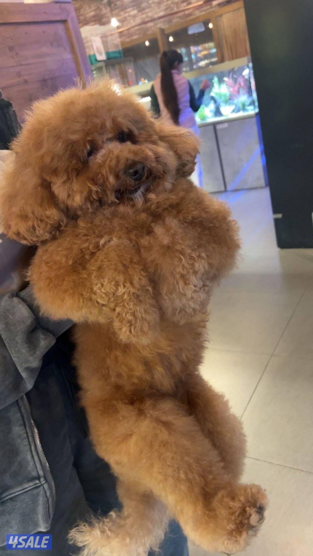 بودل نثيه اصليه📍3