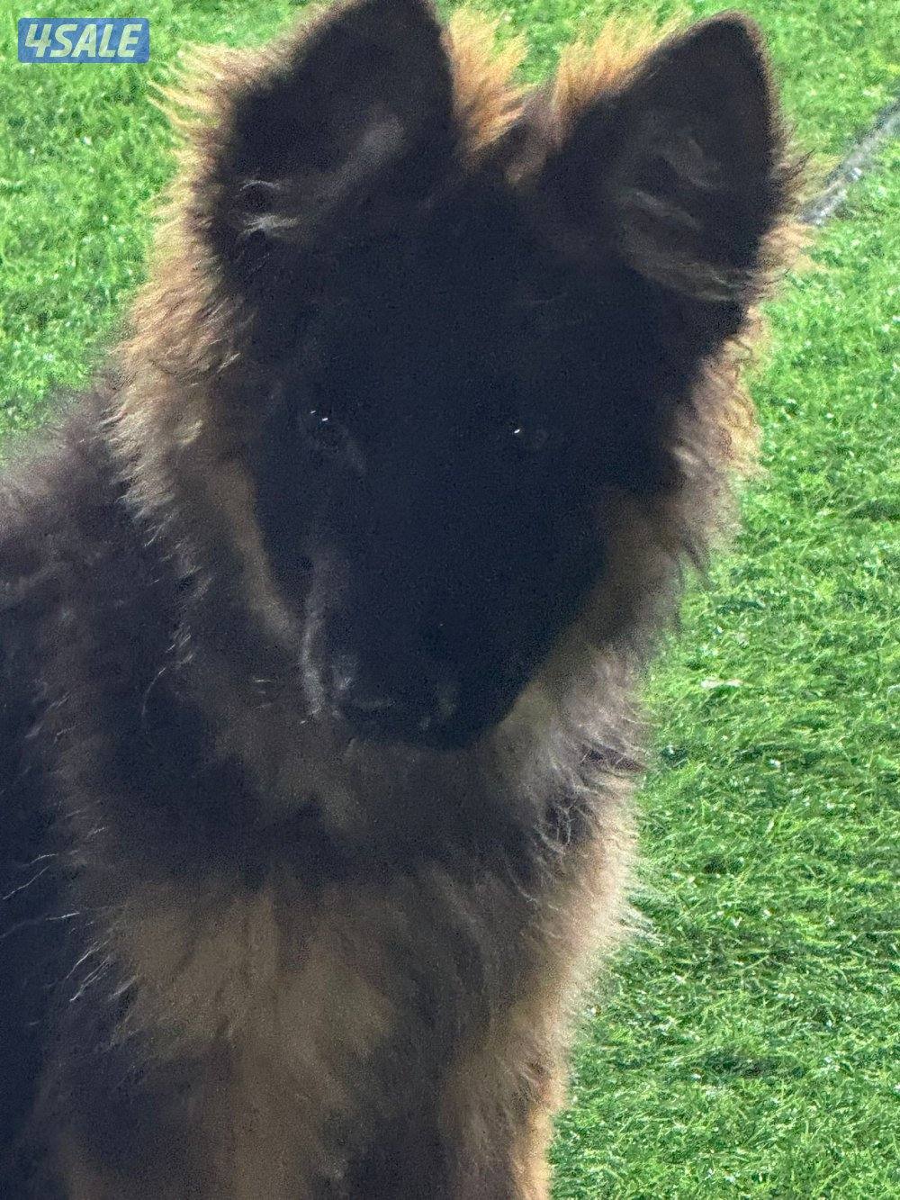 جيرمن شوبرد مستورد مستوى عالي1