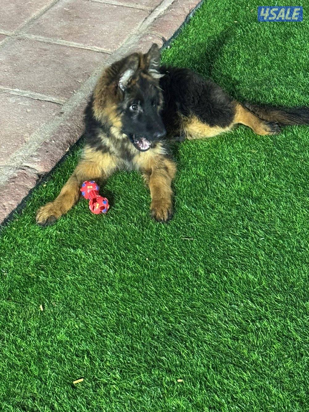 جيرمن شوبرد مستورد مستوى عالي2