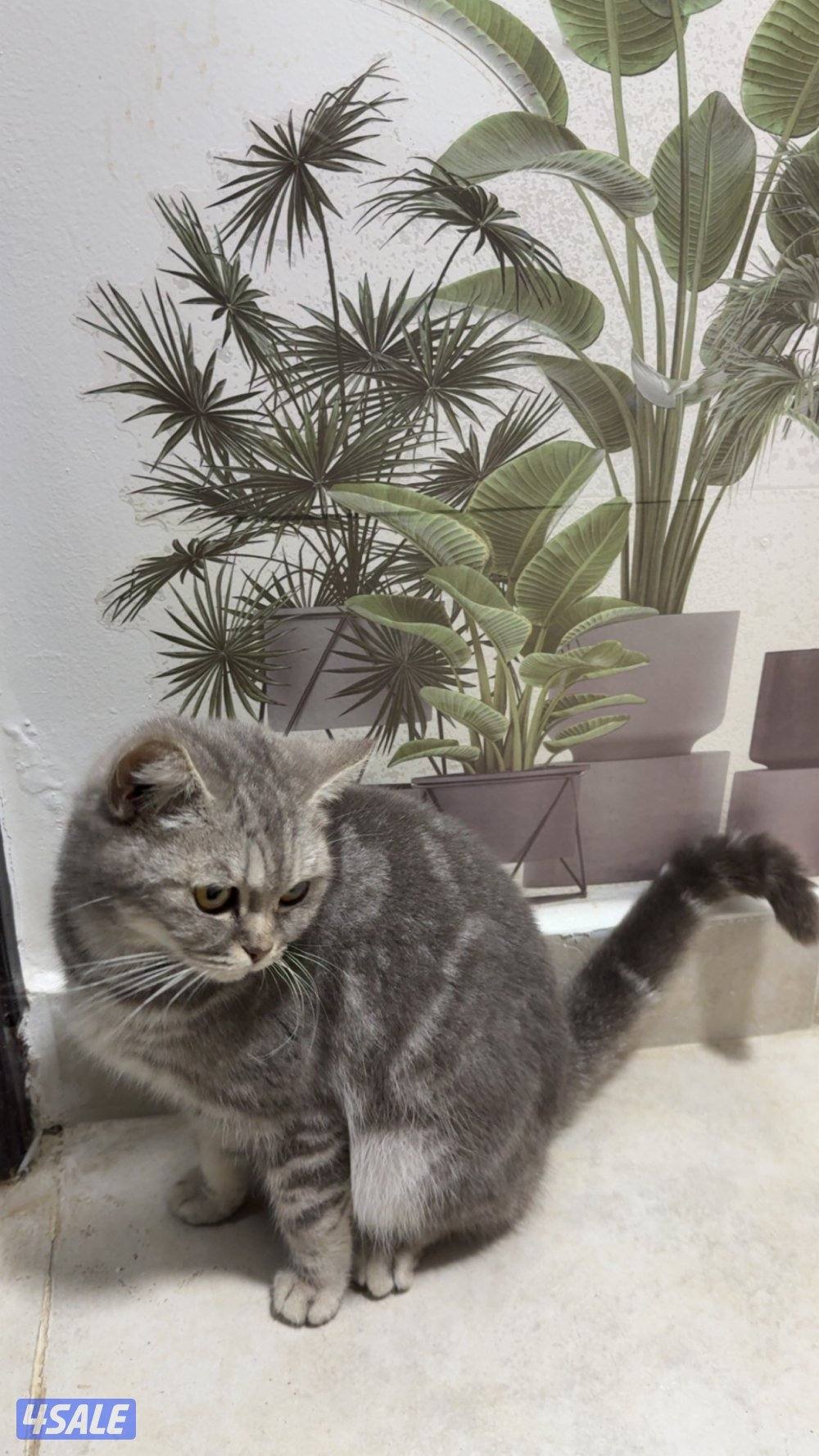 الكويت/ مبارك الكبير2