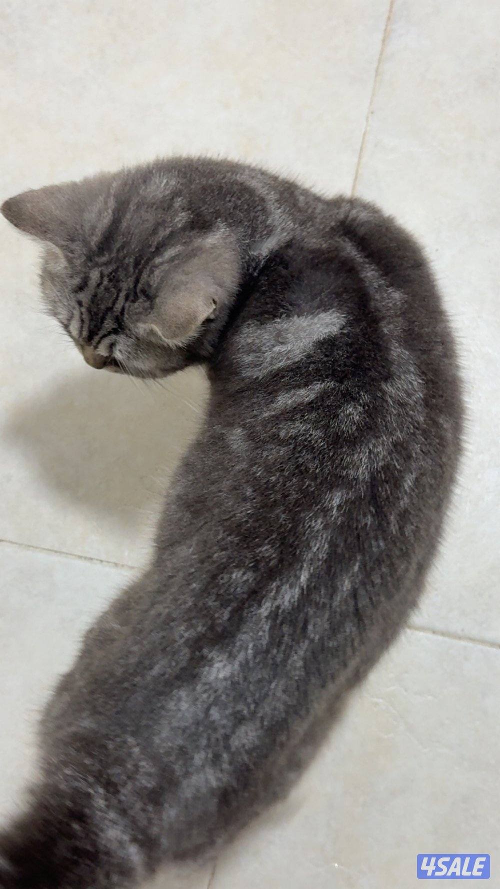 الكويت/ مبارك الكبير1