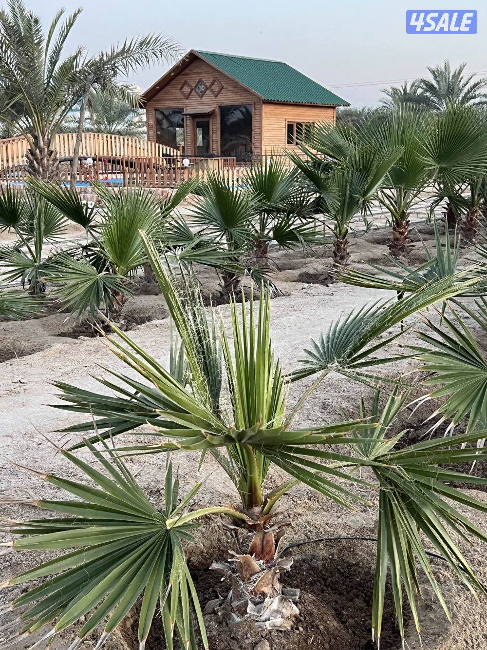 مزرعة الياقوت الوفره1