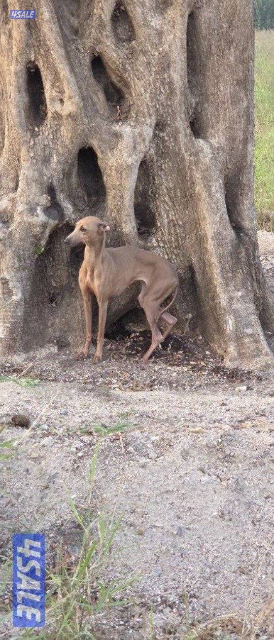 للبيع  سلوقي إيطالي Greyhound0