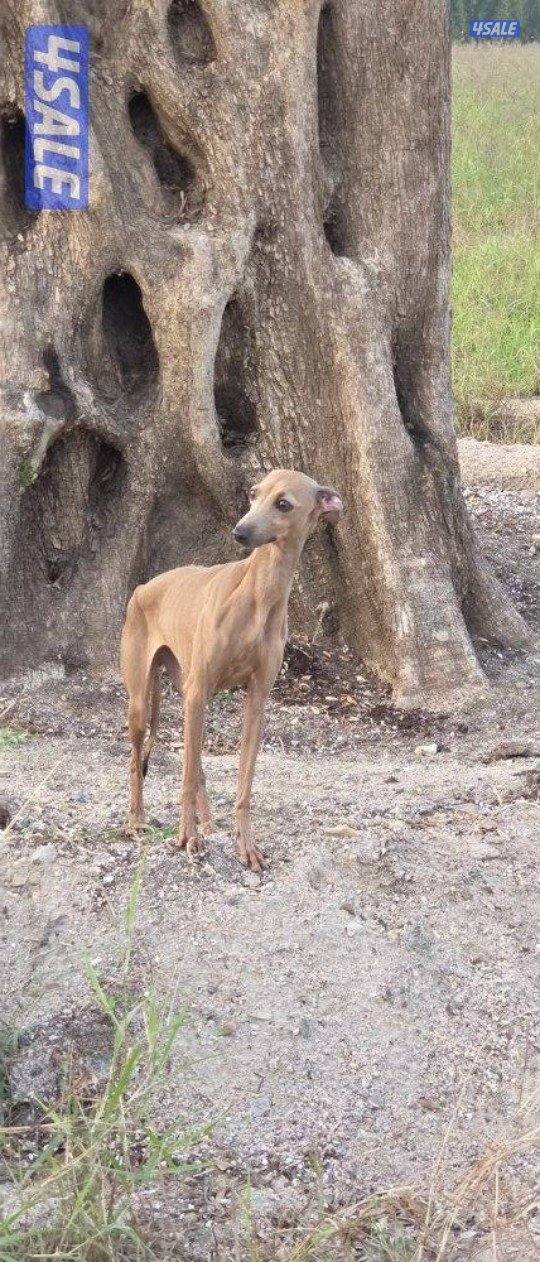 للبيع  سلوقي إيطالي Greyhound1