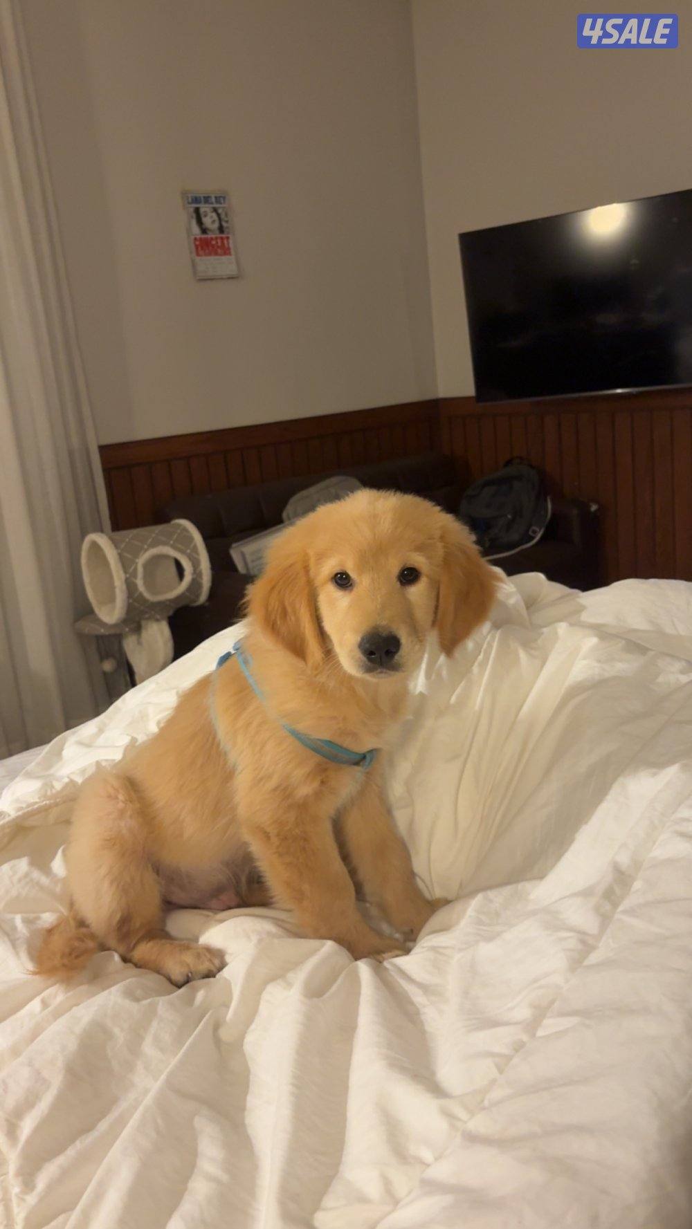 Golden retriever for sale0